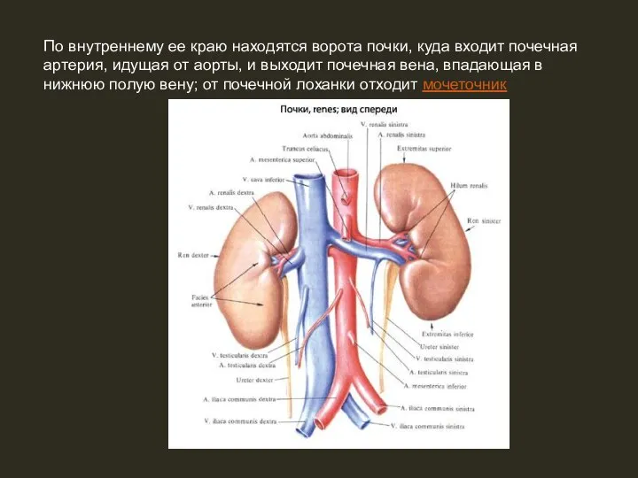 По внутреннему ее краю находятся ворота почки, куда входит почечная артерия, идущая