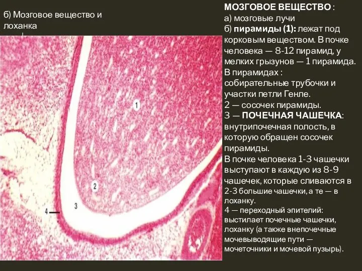 б) Мозговое вещество и лоханка МОЗГОВОЕ ВЕЩЕСТВО : а) мозговые лучи б)