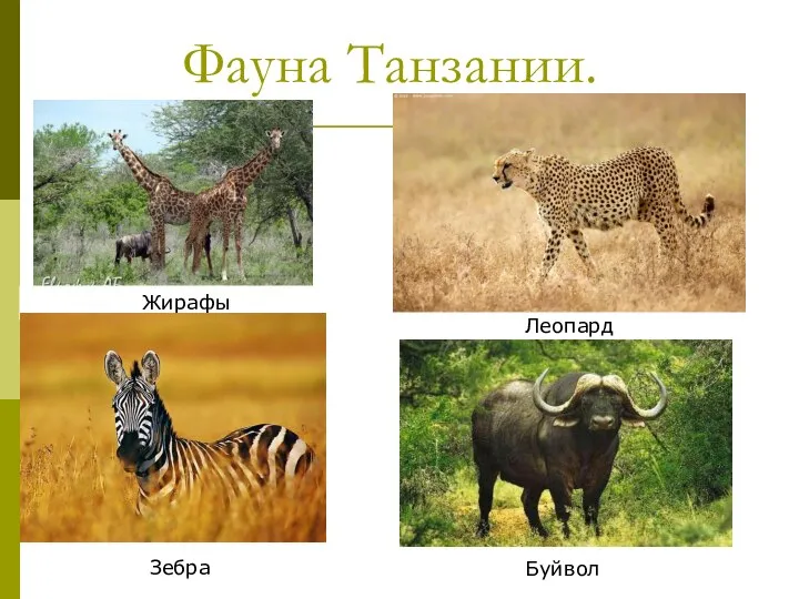 Фауна Танзании. Жирафы Леопард Зебра Буйвол