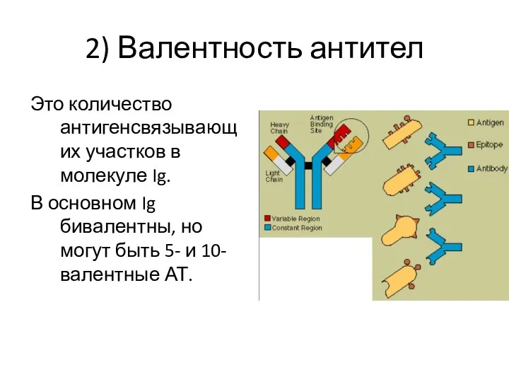 2) Валентность антител Это количество антигенсвязывающих участков в молекуле Ig. В основном