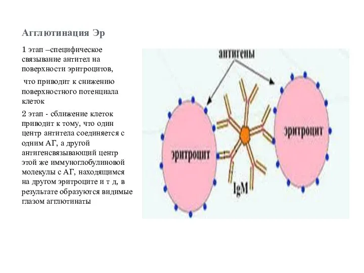 Агглютинация Эр 1 этап –специфическое связывание антител на поверхности эритроцитов, что приводит