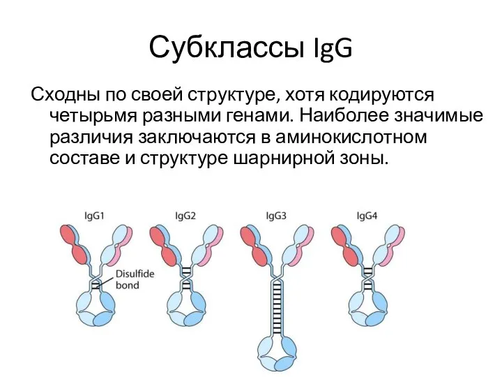 Субклассы IgG Сходны по своей структуре, хотя кодируются четырьмя разными генами. Наиболее