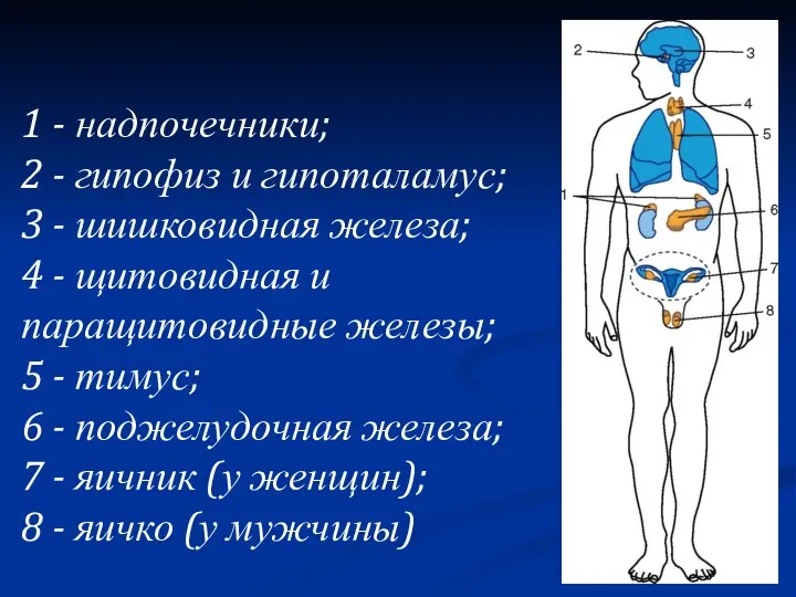 1 - надпочечники; 2 - гипофиз и гипоталамус; 3 - шишковидная железа;