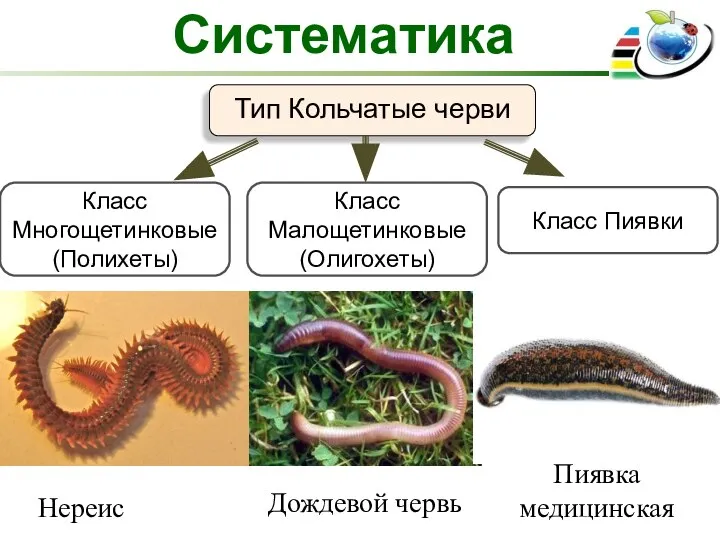 Систематика Тип Кольчатые черви Класс Многощетинковые (Полихеты) Класс Малощетинковые (Олигохеты) Класс Пиявки