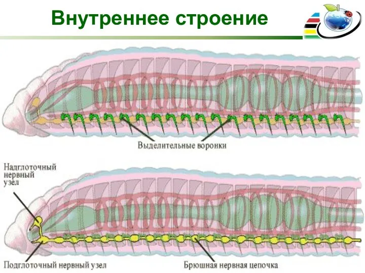 Внутреннее строение