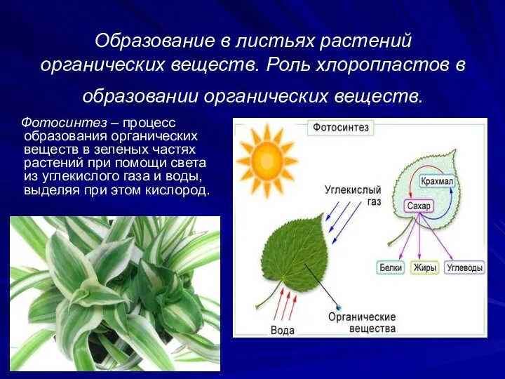 Образование в листьях растений органических веществ. Роль хлоропластов в образовании органических веществ.