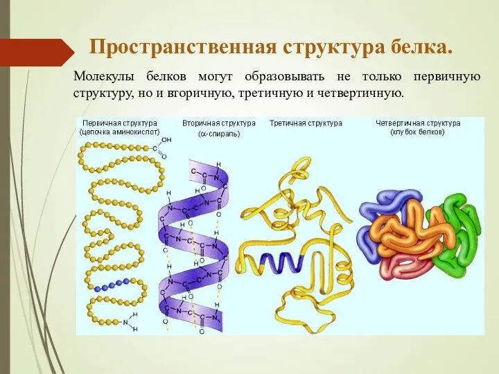 Пространственная структура белка. Молекулы белков могут образовывать не только первичную структуру, но