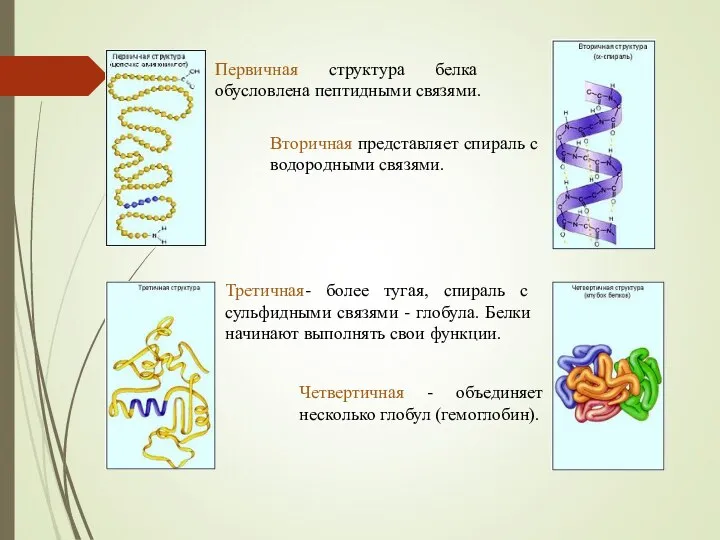 Вторичная представляет спираль с водородными связями. Первичная структура белка обусловлена пептидными связями.