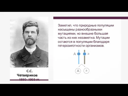 C.C. Четвериков 1880–1959 гг. Заметил, что природные популяции насыщены разнообразными мутациями, но