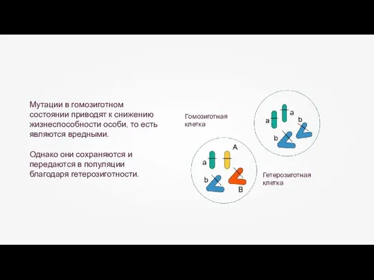 Гомозиготная клетка Гетерозиготная клетка Мутации в гомозиготном состоянии приводят к снижению жизнеспособности