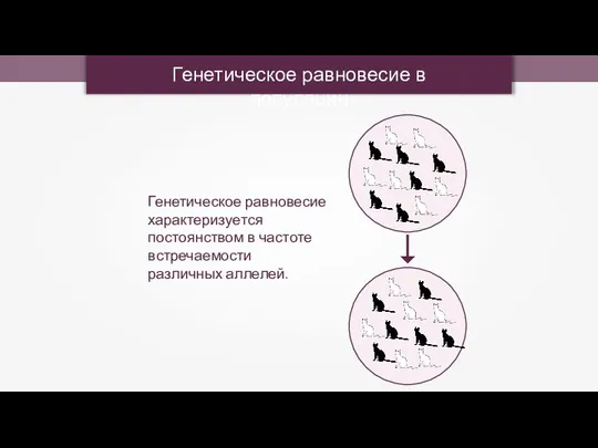 Генетическое равновесие в популяции Генетическое равновесие характеризуется постоянством в частоте встречаемости различных аллелей.