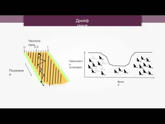 Дрейф генов Поколения Частота гена 0 0,5 1 Численность популяции Время
