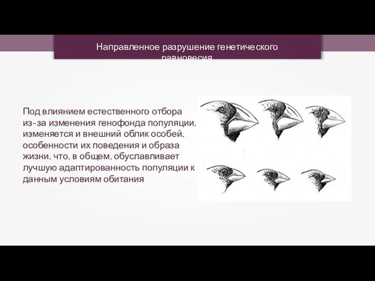 Направленное разрушение генетического равновесия Под влиянием естественного отбора из-за изменения генофонда популяции,