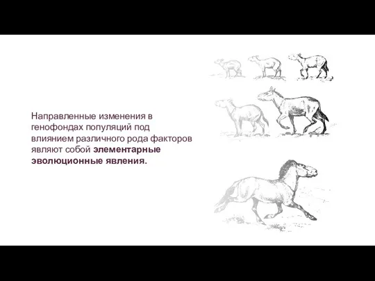 Направленные изменения в генофондах популяций под влиянием различного рода факторов являют собой элементарные эволюционные явления.