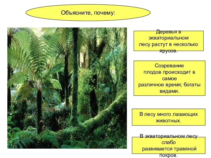 Объясните, почему: Деревья в экваториальном лесу растут в несколько ярусов. Созревание плодов