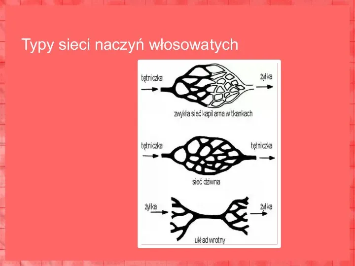 Typy sieci naczyń włosowatych