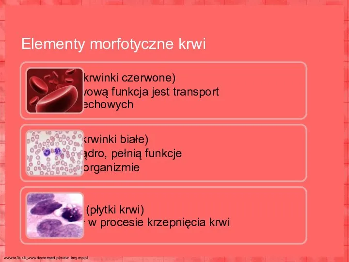 erytrocyty (krwinki czerwone) ich podstawową funkcja jest transport gazów oddechowych leukocyty (krwinki