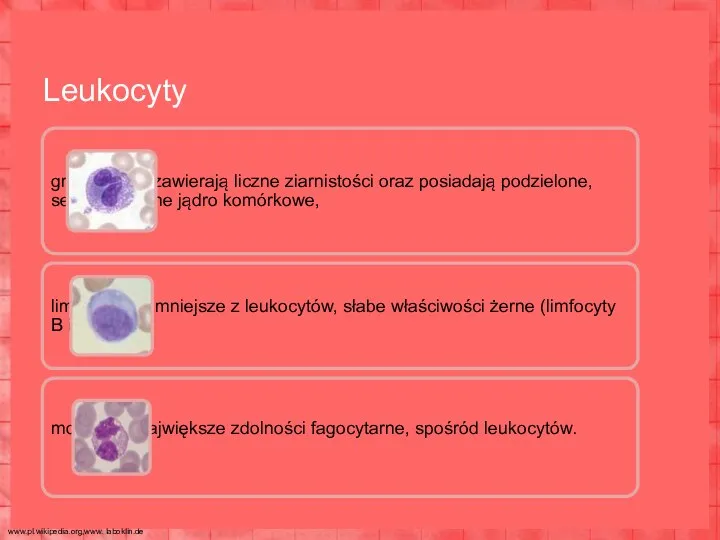 granulocyty: zawierają liczne ziarnistości oraz posiadają podzielone, segmentowane jądro komórkowe, limfocyty: najmniejsze