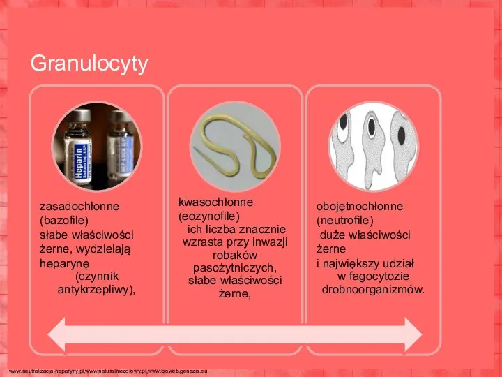 Granulocyty zasadochłonne (bazofile) słabe właściwości żerne, wydzielają heparynę (czynnik antykrzepliwy), kwasochłonne (eozynofile)