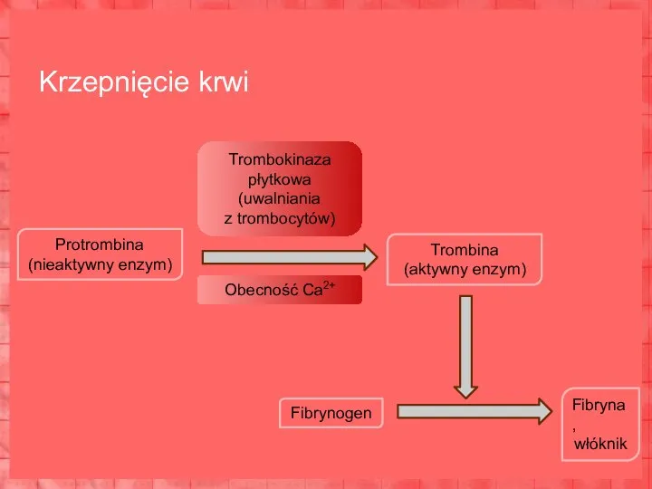 Krzepnięcie krwi Protrombina (nieaktywny enzym) Trombokinaza płytkowa (uwalniania z trombocytów) Trombina (aktywny