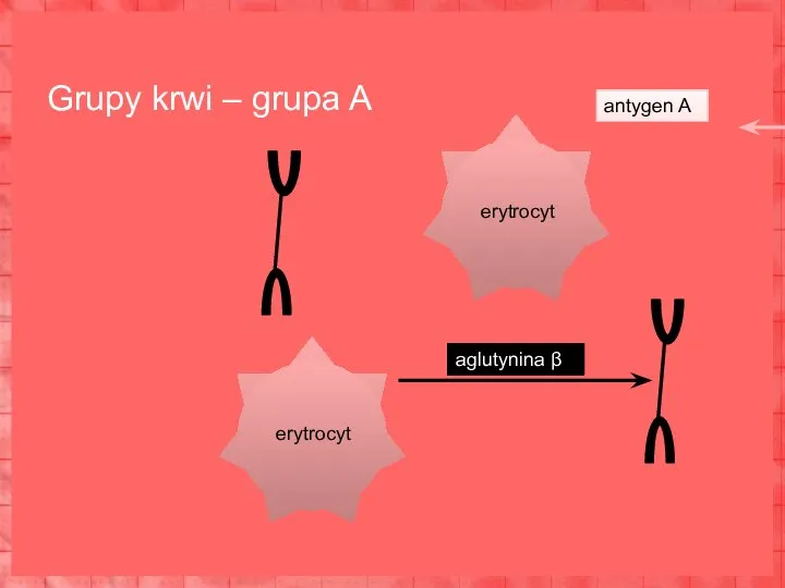 Grupy krwi – grupa A erytrocyt erytrocyt antygen A aglutynina β