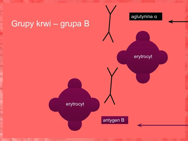 Grupy krwi – grupa B erytrocyt erytrocyt antygen B aglutynina α