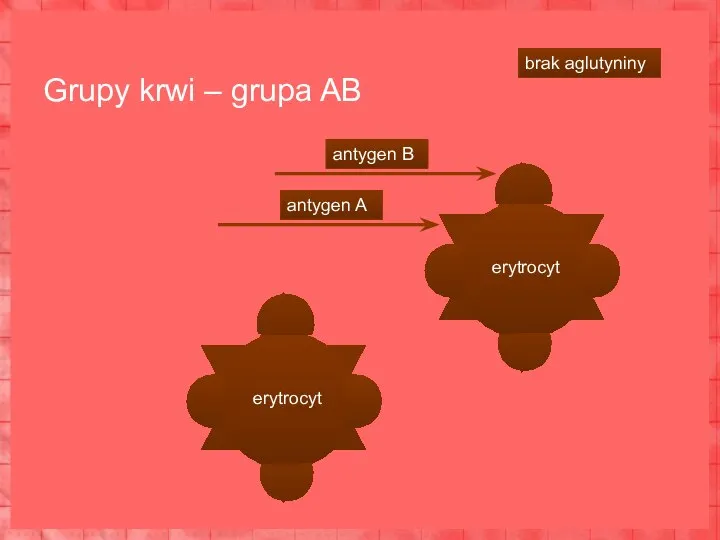 Grupy krwi – grupa AB erytrocyt erytrocyt antygen A antygen B brak aglutyniny