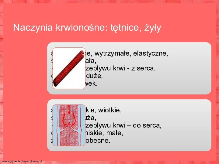 ściany grube, wytrzymałe, elastyczne, średnica mała, kierunek przepływu krwi - z serca,