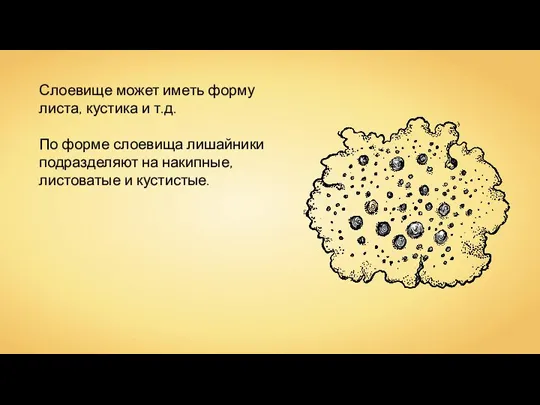 Слоевище может иметь форму листа, кустика и т.д. По форме слоевища лишайники