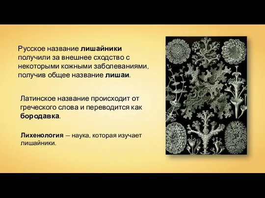 Русское название лишайники получили за внешнее сходство с некоторыми кожными заболеваниями, получив
