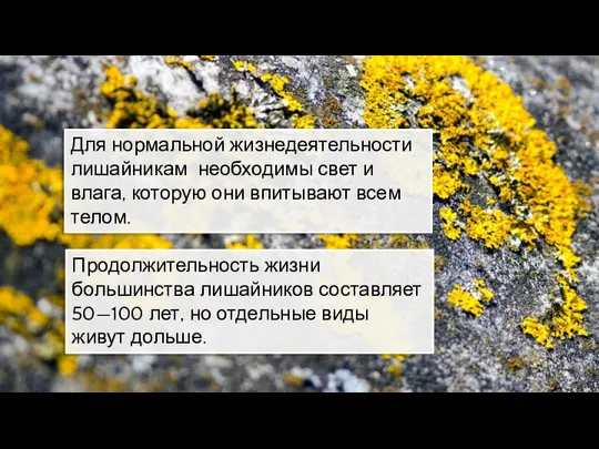 Для нормальной жизнедеятельности лишайникам необходимы свет и влага, которую они впитывают всем