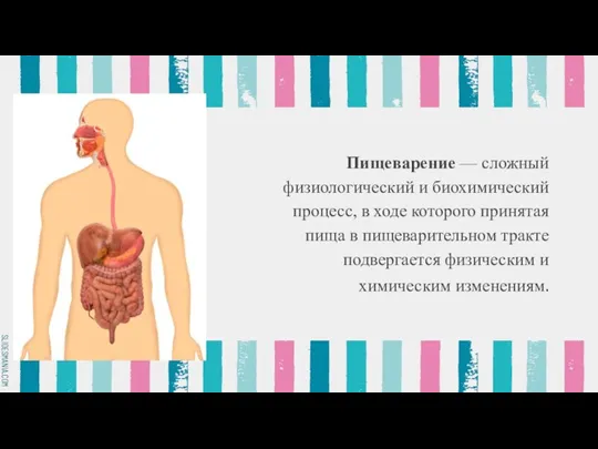 Пищеварение — сложный физиологический и биохимический процесс, в ходе которого принятая пища