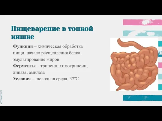 Пищеварение в тонкой кишке Функции – химическая обработка пищи, начало расщепления белка,