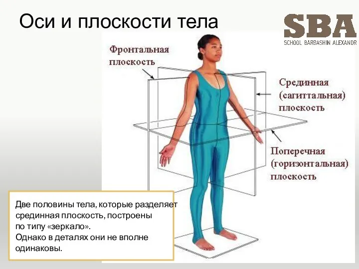 Две половины тела, которые разделяет срединная плоскость, построены по типу «зеркало». Однако