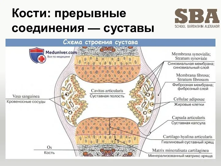 Кости: прерывные соединения — суставы