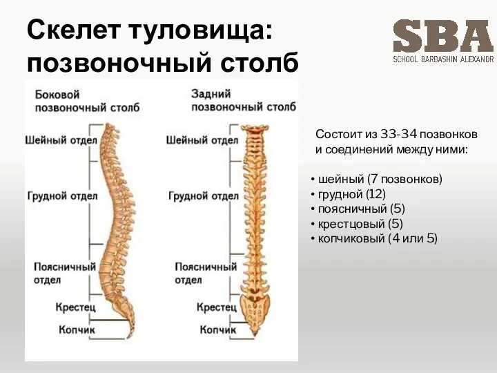 Скелет туловища: позвоночный столб Состоит из 33-34 позвонков и соединений между ними: