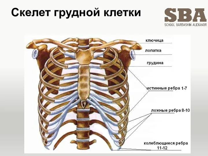 Скелет грудной клетки