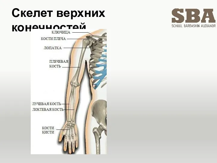 Скелет верхних конечностей