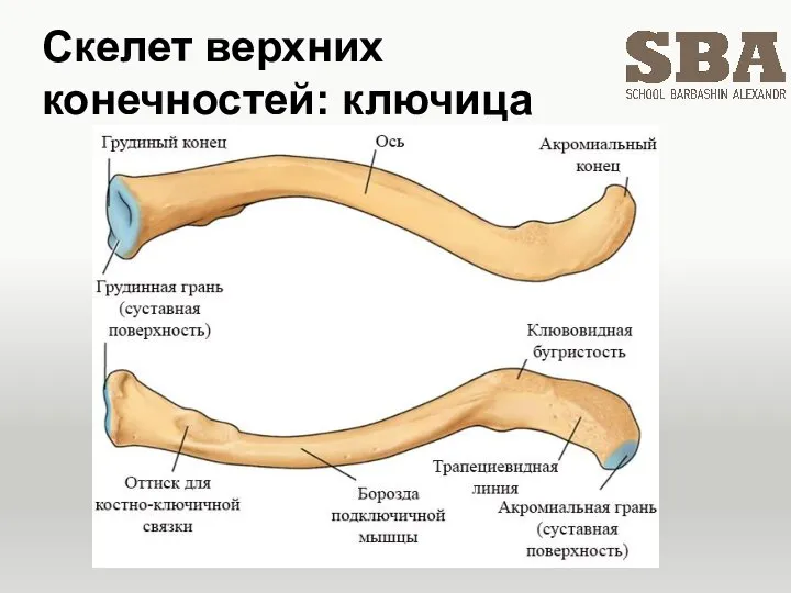 Скелет верхних конечностей: ключица