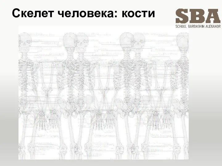 Скелет человека: кости