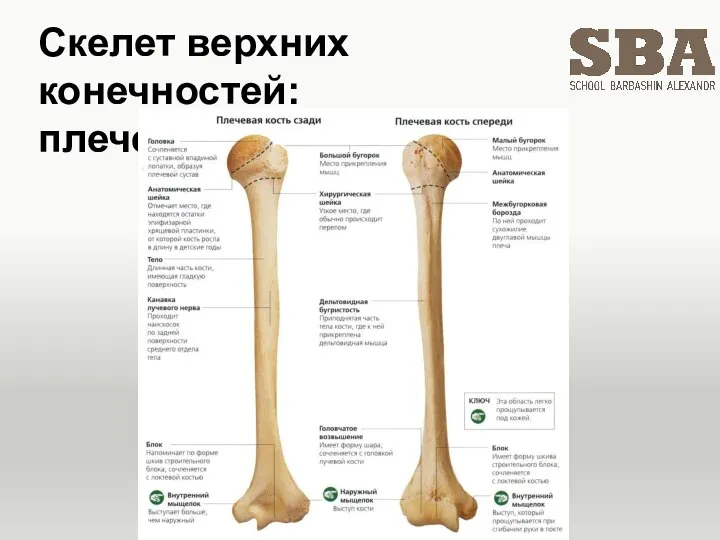 Скелет верхних конечностей: плечевая кость