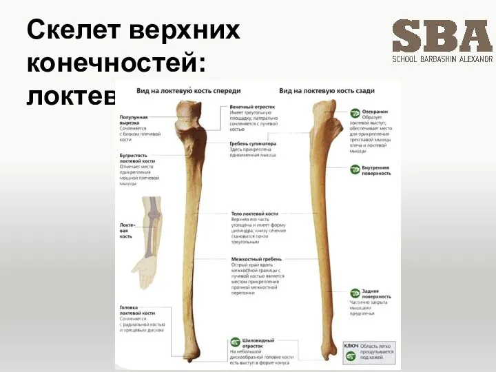 Скелет верхних конечностей: локтевая кость