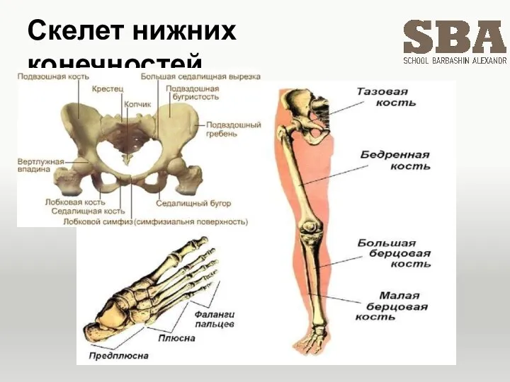 Скелет нижних конечностей