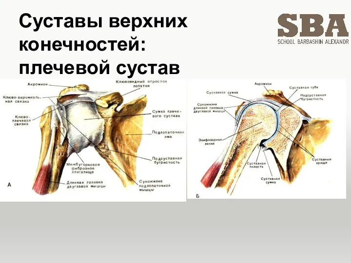 Суставы верхних конечностей: плечевой сустав