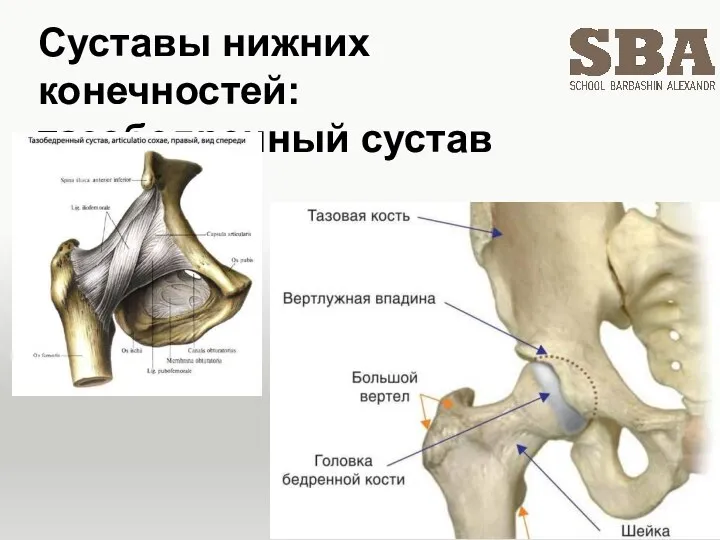 Суставы нижних конечностей: тазобедренный сустав