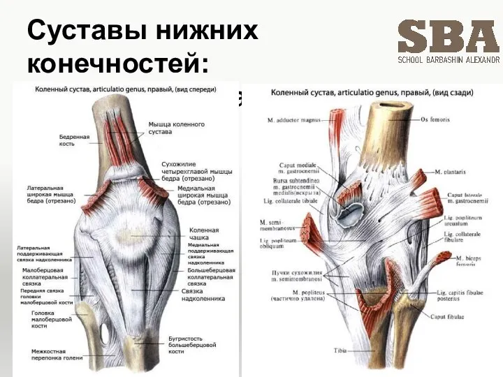 Суставы нижних конечностей: коленный сустав