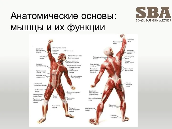 Анатомические основы: мышцы и их функции