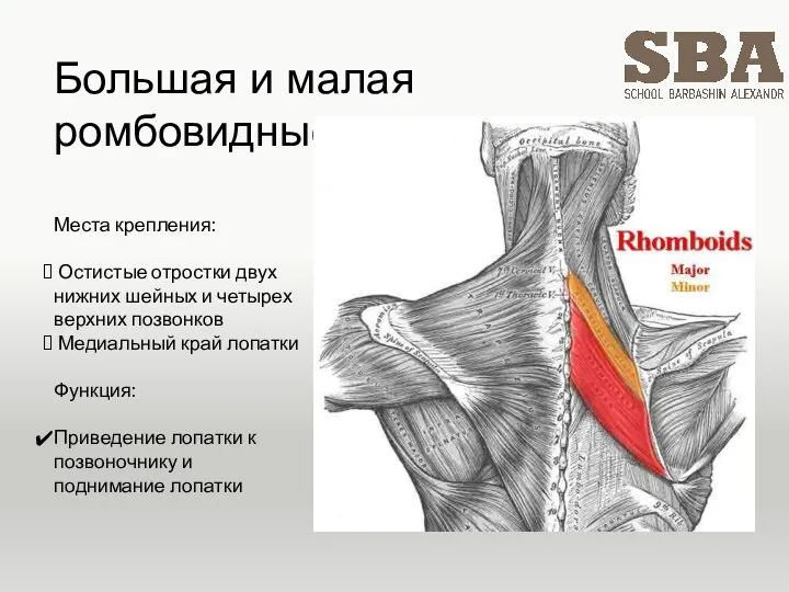 Большая и малая ромбовидные Места крепления: Остистые отростки двух нижних шейных и