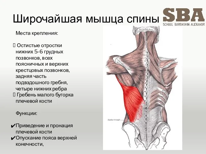 Широчайшая мышца спины Места крепления: Остистые отростки нижних 5-6 грудных позвонков, всех