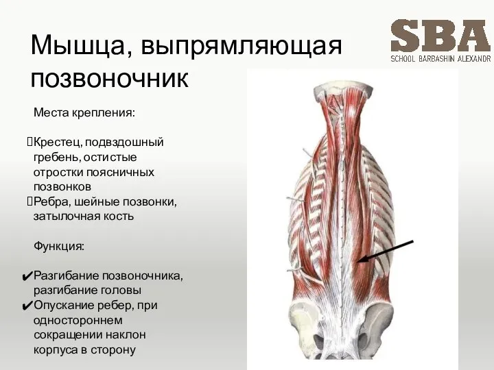 Мышца, выпрямляющая позвоночник Места крепления: Крестец, подвздошный гребень, остистые отростки поясничных позвонков